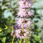 Viherminttu (Mentha spicata), siemeniä 100 kpl - pikkukuva 1