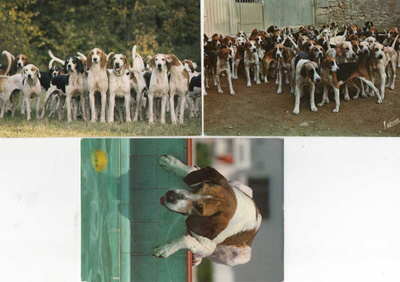 3 FOXHOUND " KETTUKOIRA " POSTIKORTTIA