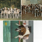 3 FOXHOUND  " KETTUKOIRA " POSTIKORTTIA - pikkukuva 1