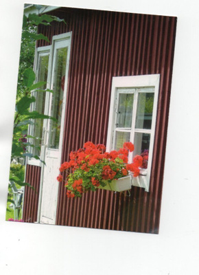 KAUNIS °°PUUTALON IKKUNALLA PELARGONIAT°° -KORTTI