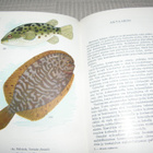 E. Siltamaa Akvaario värikuvina  -sid - pikkukuva 3