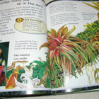 Penny Clarke Scary Creatures of The Rainforest - pikkukuva 4