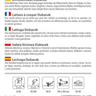 Tammenlehtisalaatti "Dubacek" - siemenet # - pikkukuva 2