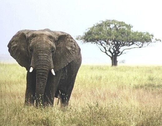 Elefantti Serengeti National Park Postikortti