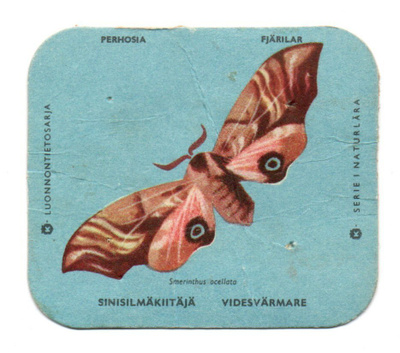 Kahvilappu SINISILMÄKIITÄJÄ