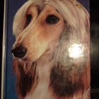 AFGHAN HOUND - pikkukuva 1