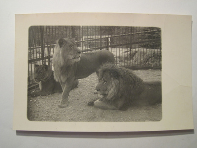 VANHA Postikortti Helsinki Korkeasaari Leijonat n. 1920-l