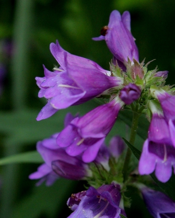 Vuoripipo (Penstemon serrulatus), siemeniä 100 kpl