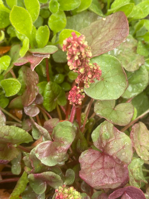 Hapro (Oxyria digyna), siemeniä 50 kpl