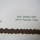 vintage kaksi San Diego Zoo -postikorttia - pikkukuva 3