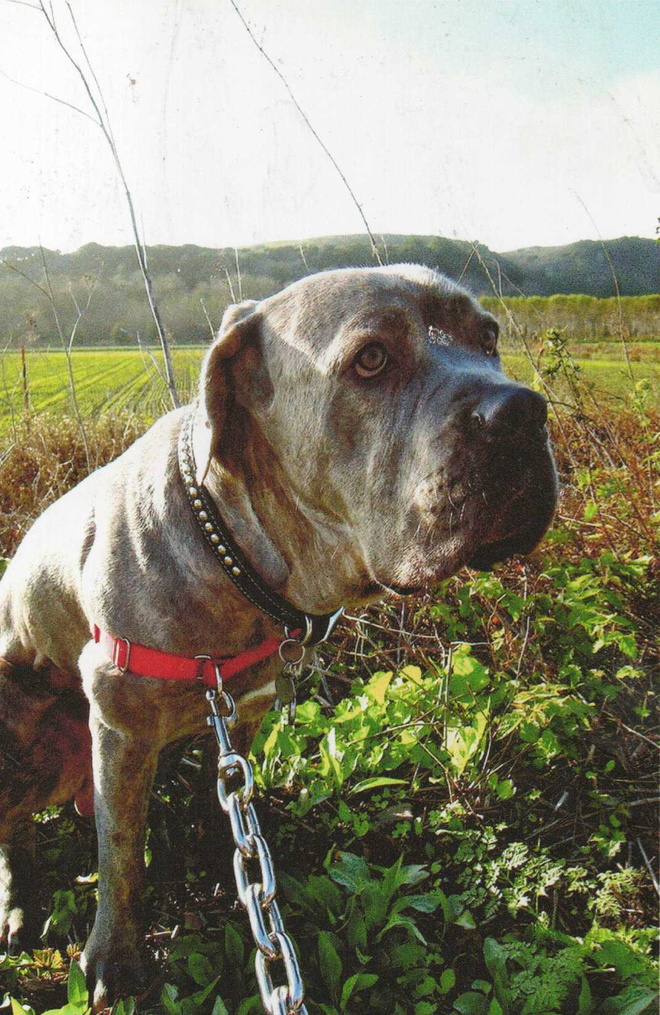 BANDOGGI    KOIRAPOSTIKORTTI