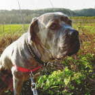 BANDOGGI    KOIRAPOSTIKORTTI - pikkukuva 1