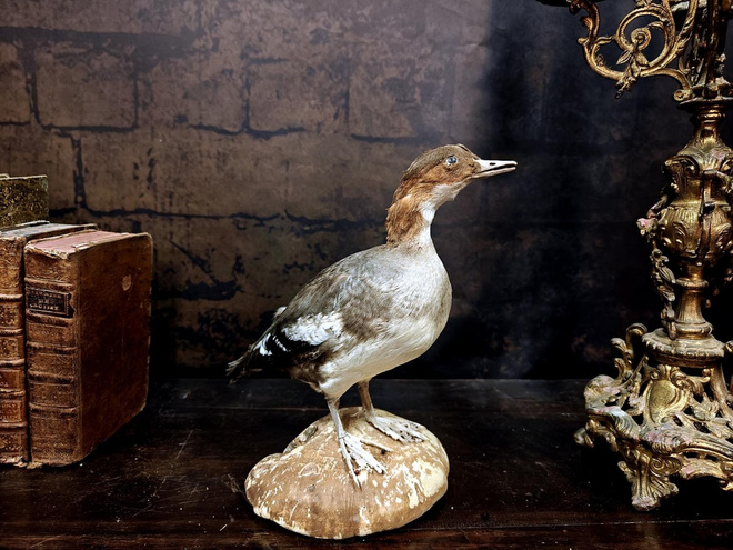 Isokoskelo (Mergus merganser), v. 1960–1970