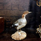 Isokoskelo (Mergus merganser), v. 1960–1970 - pikkukuva 1