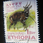 Etiopia 2002: antilooppi - pikkukuva 4