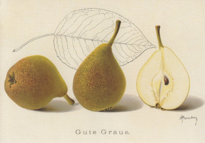 Päärynä Gute Graue (isohko kortti)