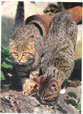 KISSA-kortti
