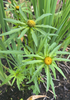 Säderusokki (Bidens radiata), siemeniä 50 kpl