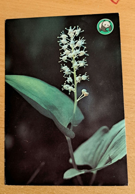 kukka, oravanmarja, Luonnonsuojeluk. kulkenut 1980