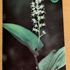 kukka, oravanmarja, Luonnonsuojeluk. kulkenut 1980 - pikkukuva 1