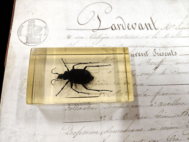 Natura Obscura – Entomologinen näyte no. 320