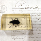 Natura Obscura – Entomologinen näyte no. 320 - pikkukuva 1