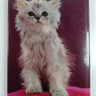 John Montgomery : The world of Cats - pikkukuva 2