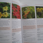 Köynnöskasvit – Climbers and Wall Shrubs - pikkukuva 5