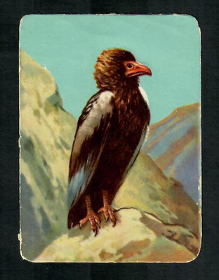 Wanha - Lintunelkku - Kaunis lintu 10 - 1900-luvun alku