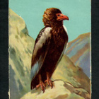 Wanha - Lintunelkku - Kaunis lintu 10 - 1900-luvun alku - pikkukuva 1