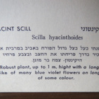 Kolme israelilaista kasvikorttia - pikkukuva 5