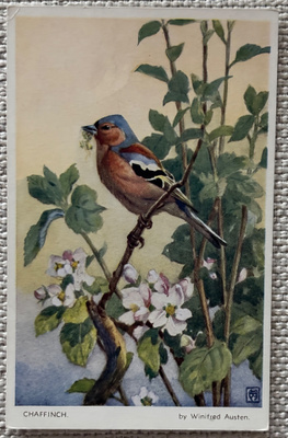 Peippo, Winifred Austen (1876-1964)