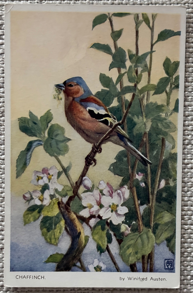 Peippo, Winifred Austen (1876-1964)