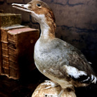 Isokoskelo (Mergus merganser), v. 1960–1970 - pikkukuva 3