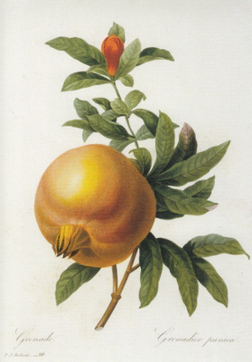 Redoute: Granaattiomena, 1835 (isohko kortti)