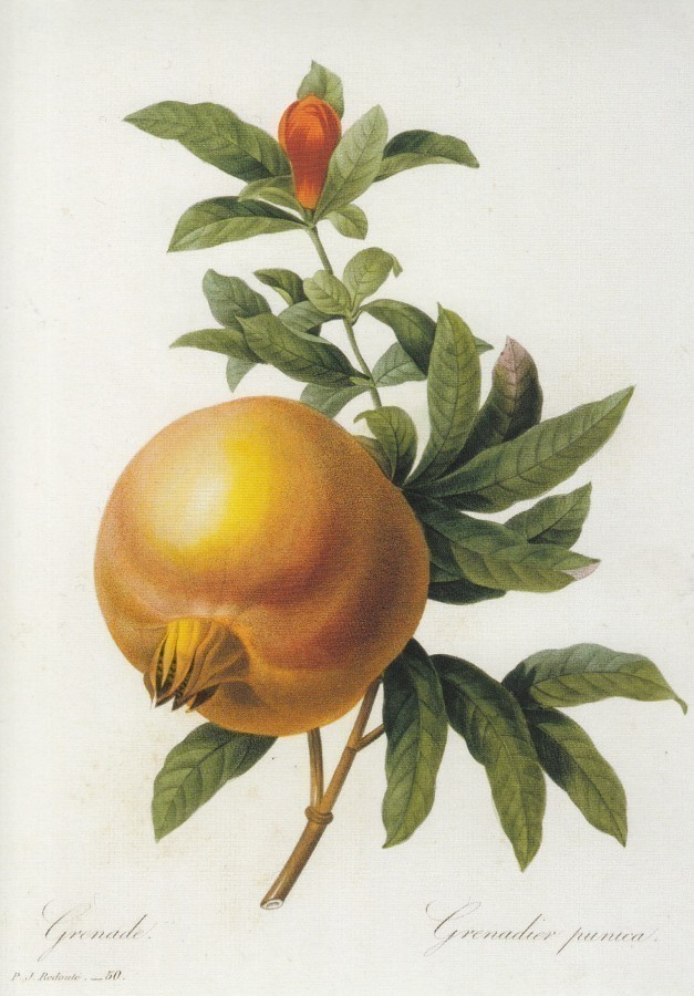 Redoute: Granaattiomena, 1835 (isohko kortti)