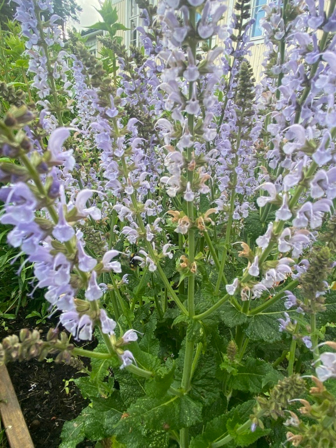 Lehtosalvia 'Crystal Blue', siemeniä 50 kpl