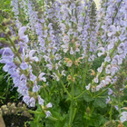 Lehtosalvia 'Crystal Blue', siemeniä 50 kpl - pikkukuva 1