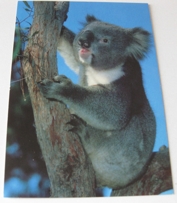 Koala, kulkematon