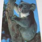 Koala, kulkematon - pikkukuva 1