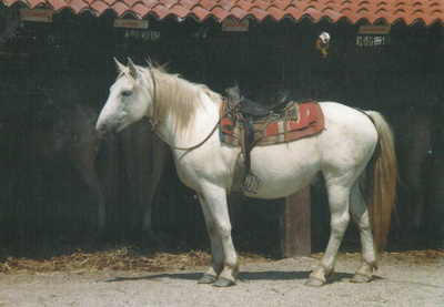 HEVONEN POSTIKORTTI  -  VALKOINEN CAMARQUE