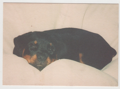 ROTTWEILER  POSTIKORTTI