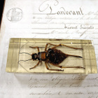 Natura Obscura – Entomologinen näyte no. 406 - pikkukuva 1