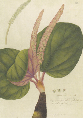 Raparperi - Rheum spiciforme