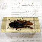 Natura Obscura – Entomologinen näyte no. 403 - pikkukuva 3