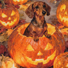 Halloween mäyräkoira kurkistaa kurpitsasta - pikkukuva 1
