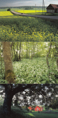 3 korttia maisemat