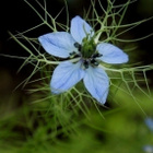 Tarhaneito (Nigella damascena), siemeniä 30 kpl - pikkukuva 2
