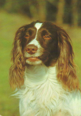 ENGLANNIN SPRINGERSPANIEL  POSTIKORTTI