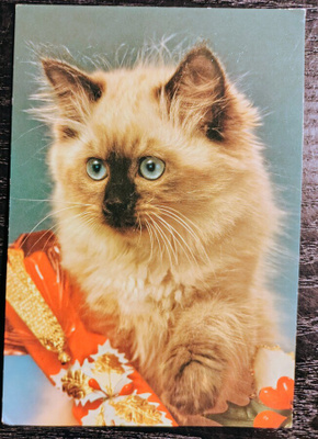 Kissa